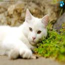 Gatos Blancos