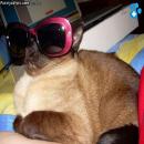 Gatitos Divertidos