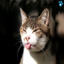 Gatitos Divertidos