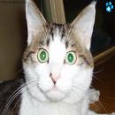 Gatitos Divertidos