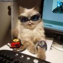 Gatitos Divertidos