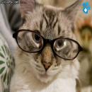 Gatitos Divertidos
