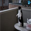 Gatitos Divertidos