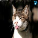 Gatitos Divertidos
