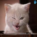 Gatitos Divertidos