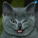 Gatitos Divertidos