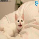 Gatitos Divertidos