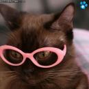 Gatitos Divertidos