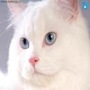 Gatitos Divertidos