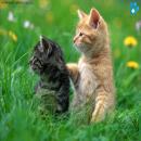 Gatitos Divertidos