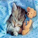 Gatitos Divertidos