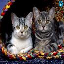 Gatitos Divertidos