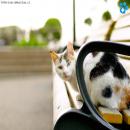 Gatitos Divertidos