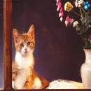 Gatitos Divertidos