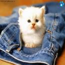 Gatitos Divertidos