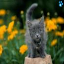 Gatitos Divertidos