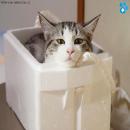 Gatitos Divertidos