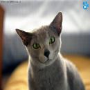Gatitos Divertidos