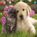 Perros y Gatos