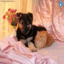 Perros y Gatos