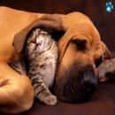 Perros y Gatos