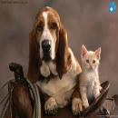 Perros y Gatos