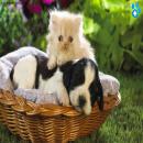 Perros y Gatos