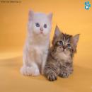Gatos Blancos