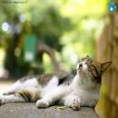 Gatos Descansando