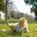 Gatos en la Naturaleza