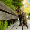 Gatos en la Naturaleza