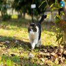 Gatos en la Naturaleza