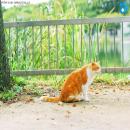 Gatos en la Naturaleza