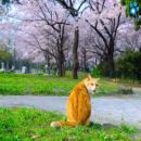Gatos en la Naturaleza