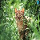 Gatos en la Naturaleza