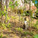 Gatos en la Naturaleza