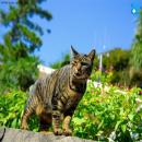 Gatos en la Naturaleza