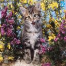 Gatos en la Naturaleza