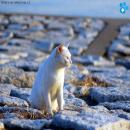 Gatos en la Naturaleza