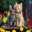 Gatos en la Naturaleza