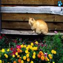 Gatos en la Naturaleza