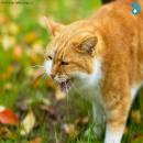 Gatos en la Naturaleza