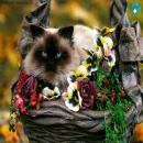 Gatos en la Naturaleza