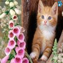Gatos en la Naturaleza