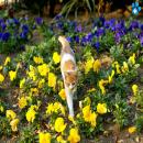 Gatos en la Naturaleza