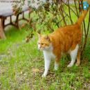 Gatos en la Naturaleza