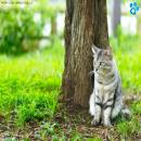 Gatos en la Naturaleza