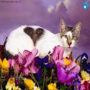 Gatos en la Naturaleza