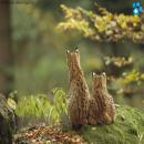 Gatos en la Naturaleza