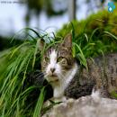 Gatos en la Naturaleza